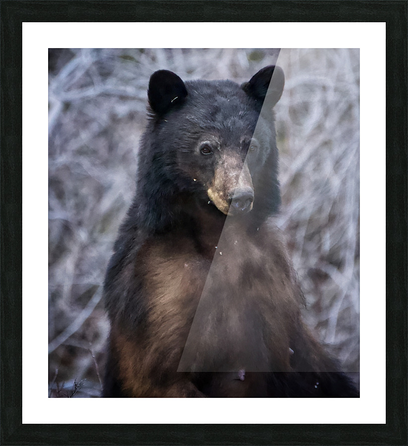 Mama Bear Picture Frame print