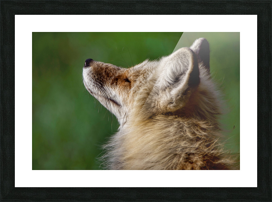 Always posing Picture Frame print