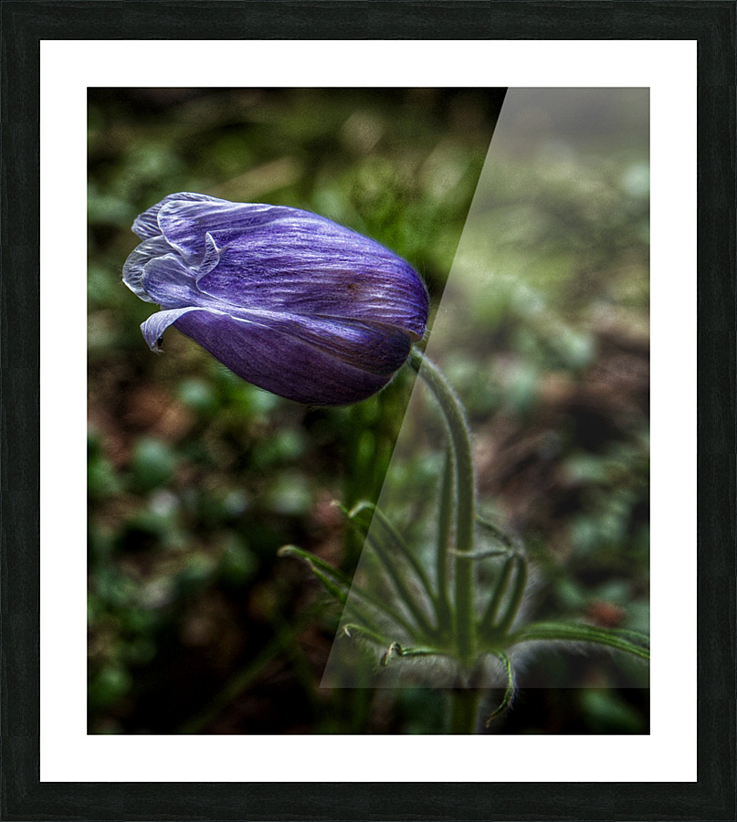 Crocus  Picture Frame print