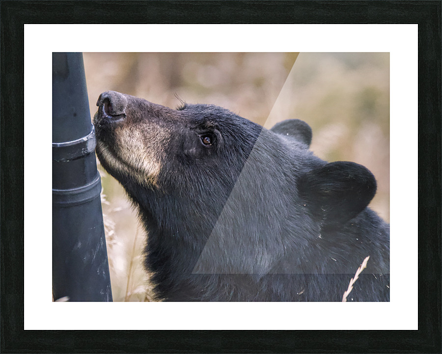 Black bear Picture Frame print