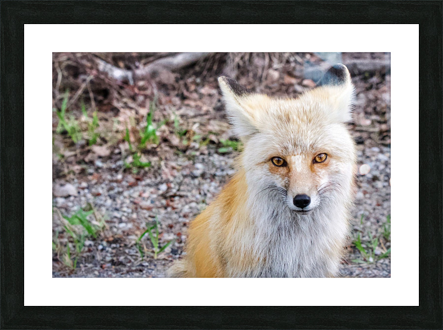 Vixen  Picture Frame print