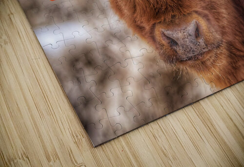Cow JenMas puzzle