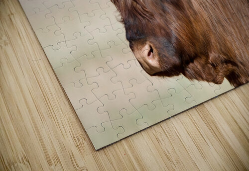 Handsome bull JenMas puzzle