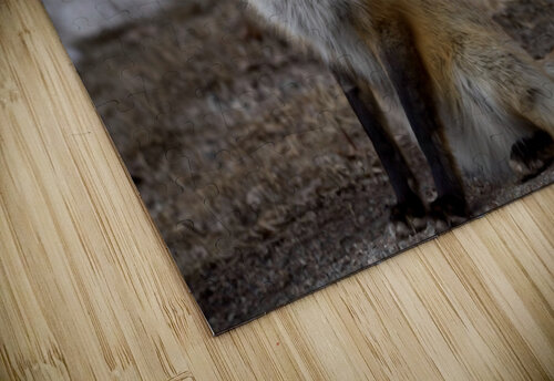 red fox full body JenMas puzzle
