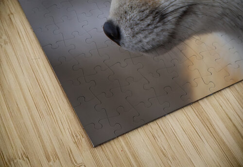 Red fox side view JenMas puzzle