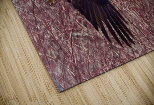 Bald Eagle flying JenMas puzzle