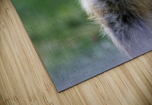 Handsome fox JenMas puzzle