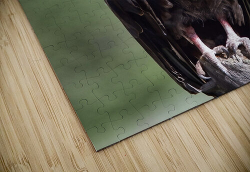 Turkey Vulture JenMas puzzle