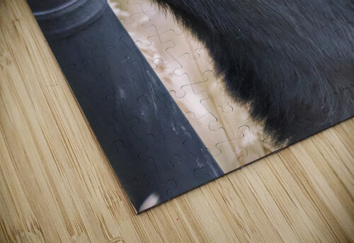 Black bear JenMas puzzle