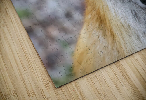 Vixen up close JenMas puzzle