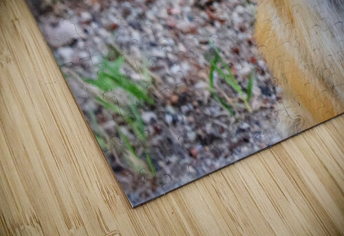 Vixen  JenMas puzzle