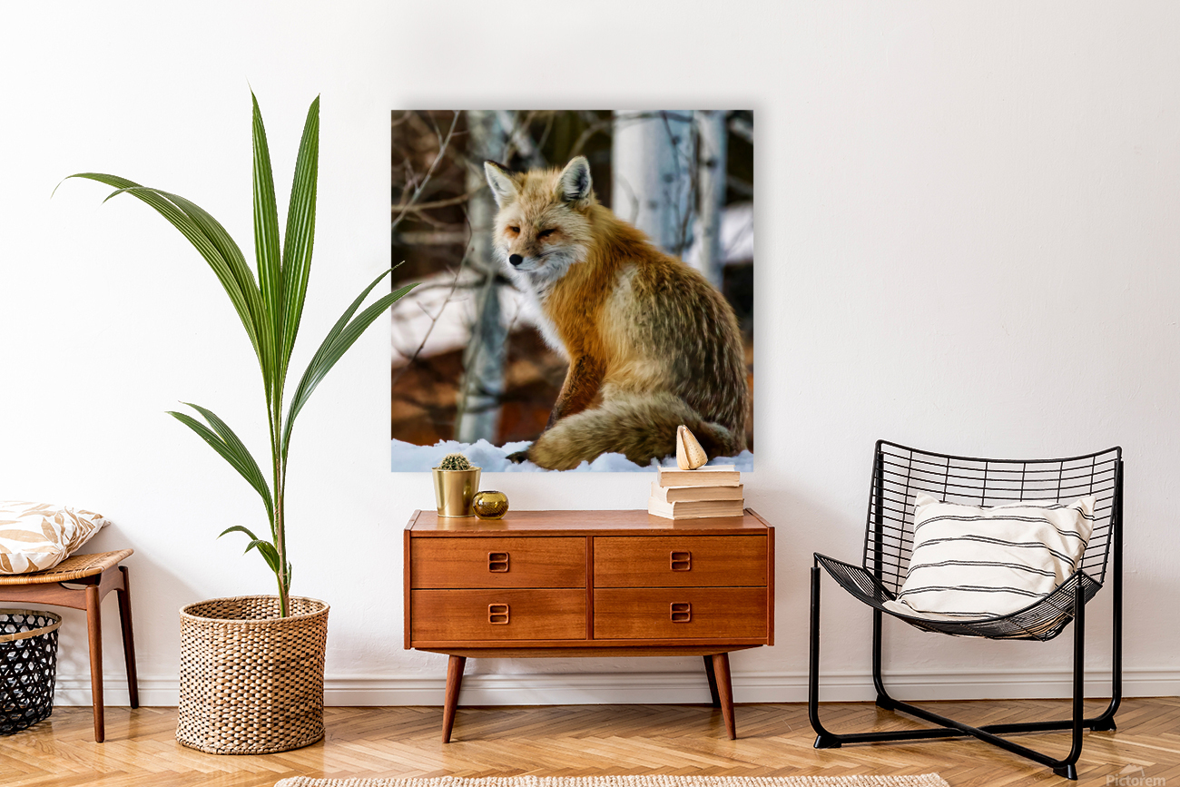 Foxy lady Reproduction