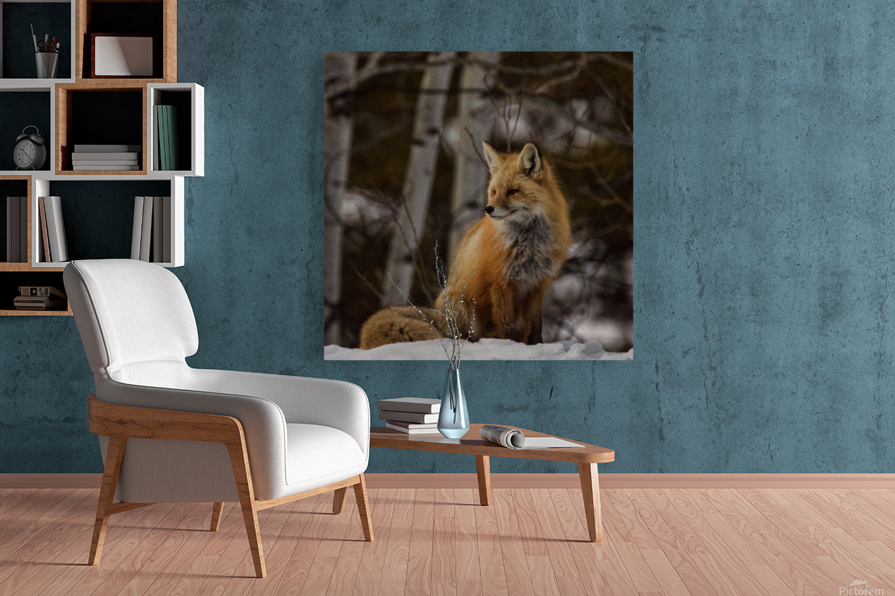 Foxy lady Reproduction