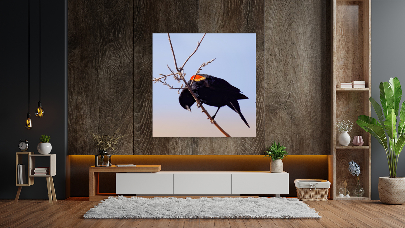 Red-winged blackbird Reproduction