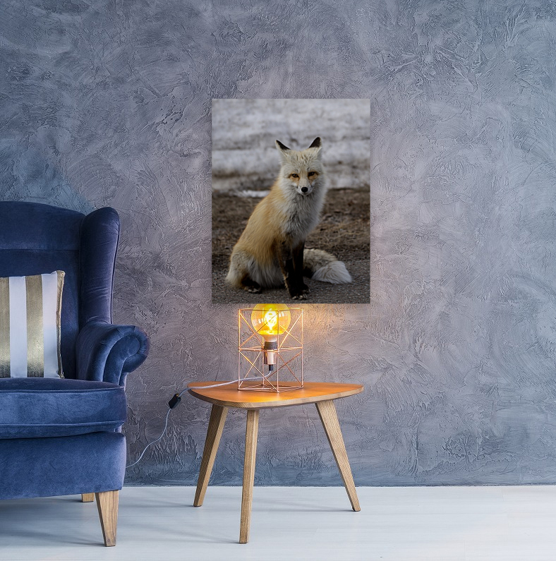 Red fox Reproduction