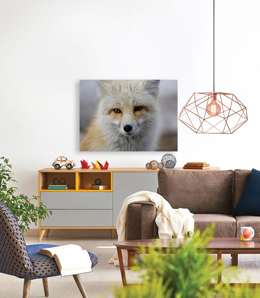 Red fox Reproduction