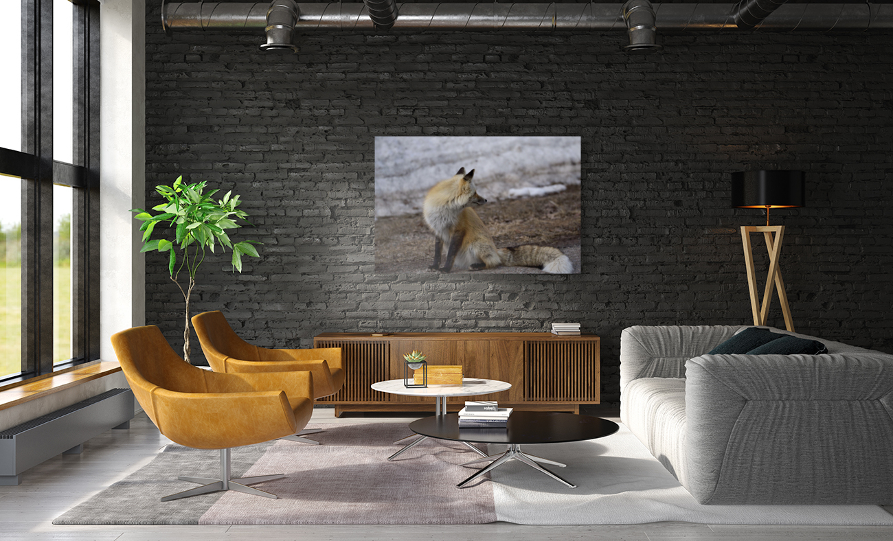 red fox full body Reproduction