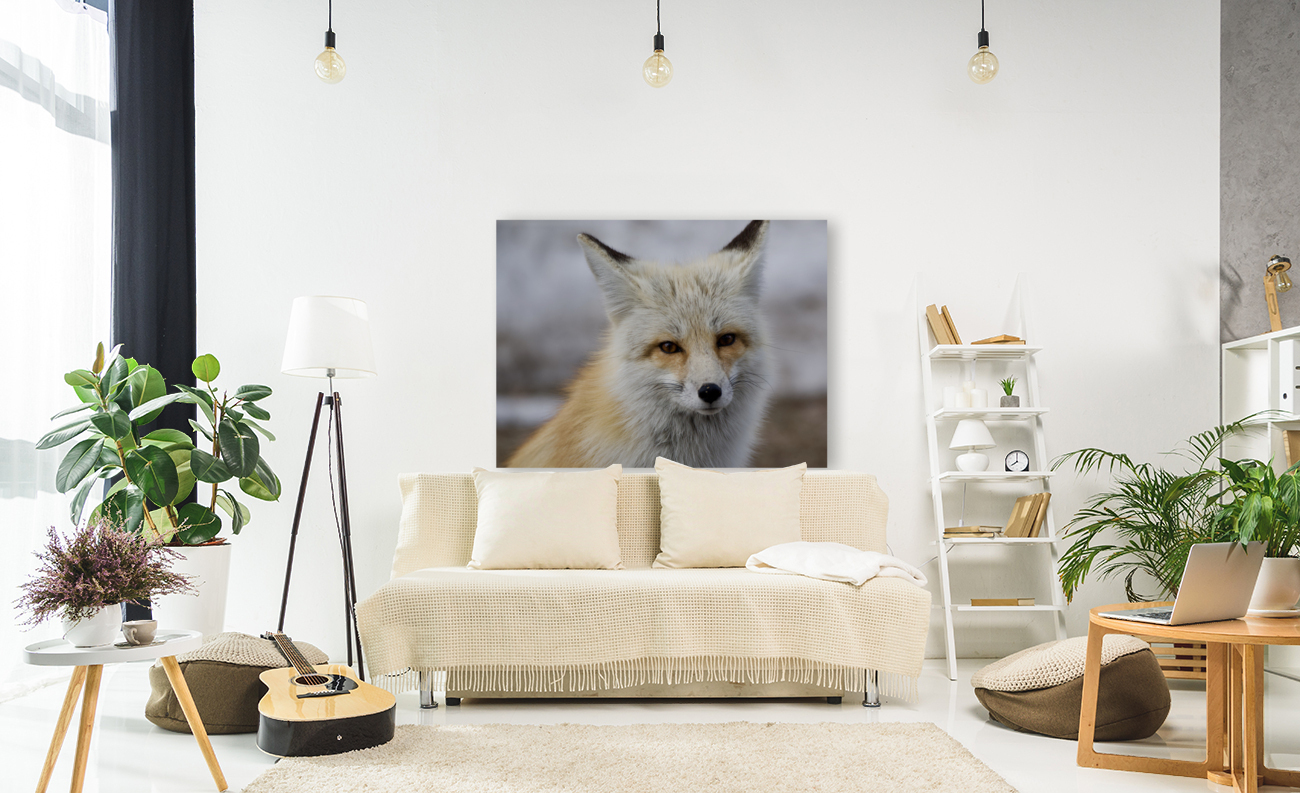 Red fox Reproduction