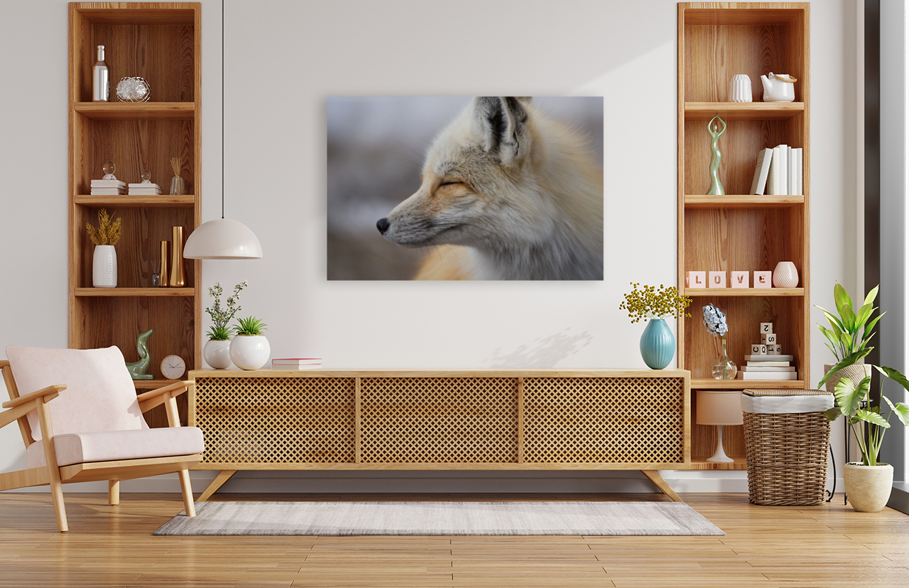 Red fox side view Reproduction