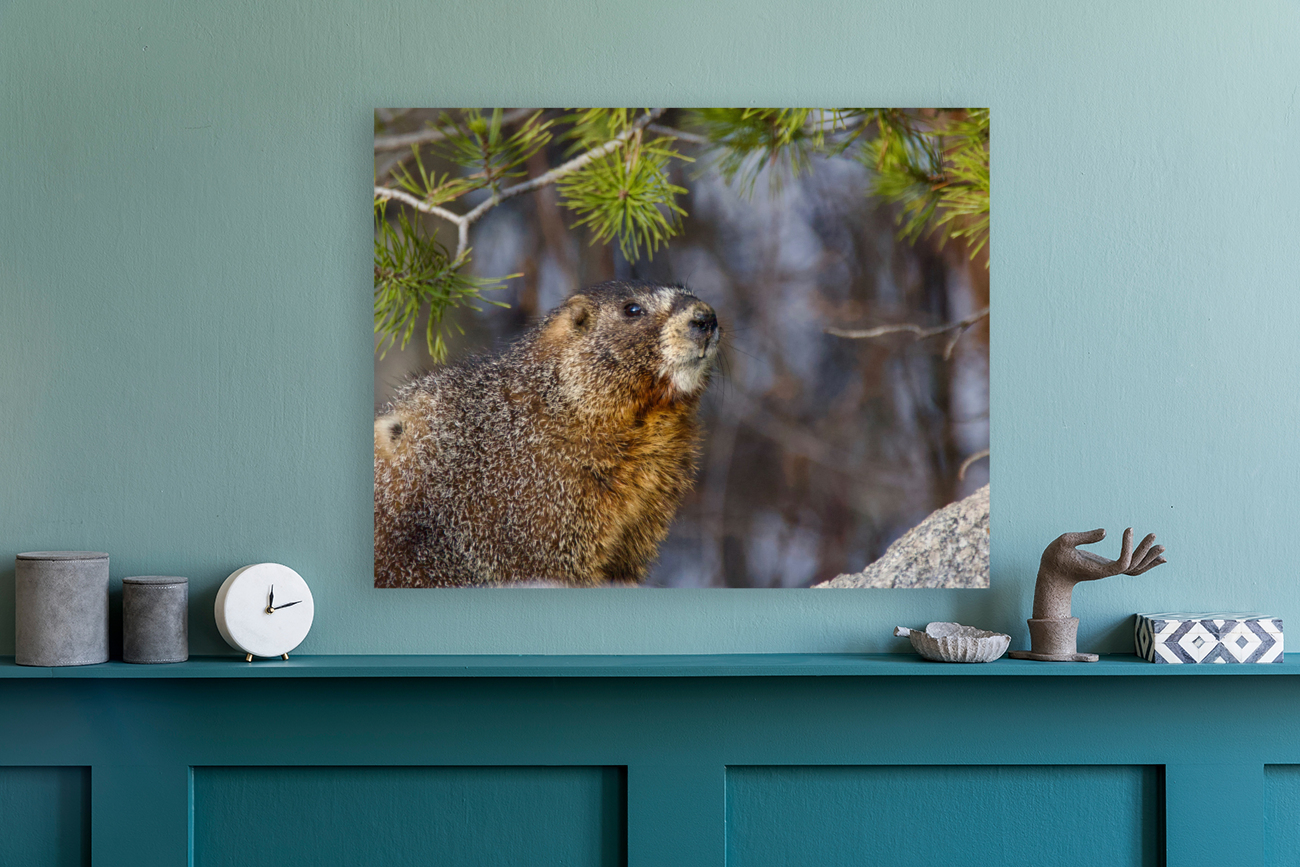 Marmot Reproduction