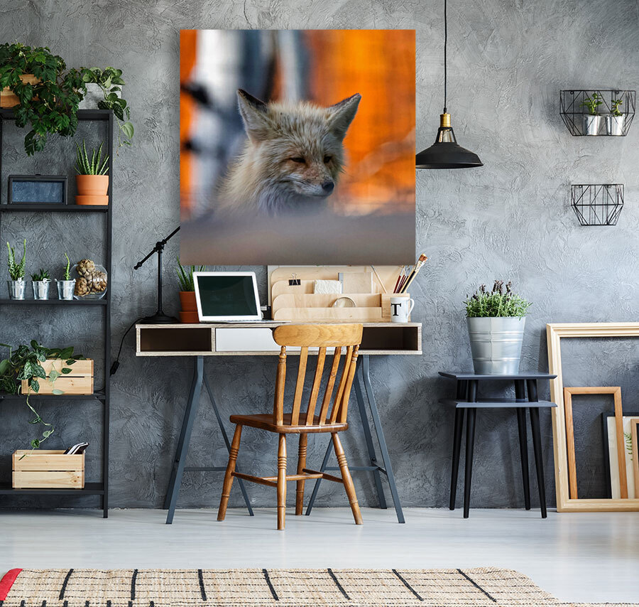 sleepy fox Reproduction