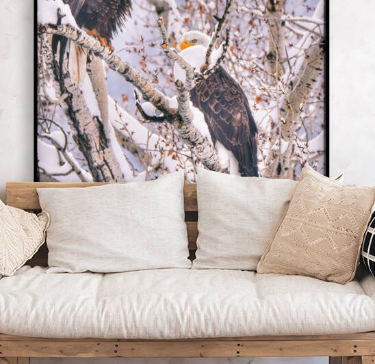 Love Birds Reproduction