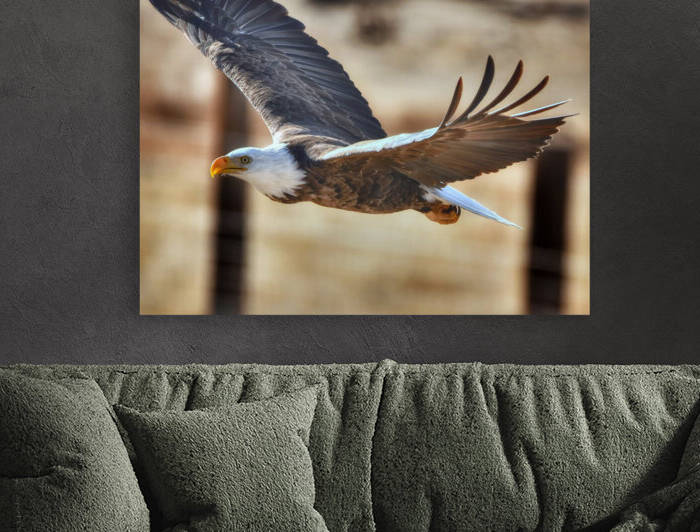 Flying eagle Reproduction