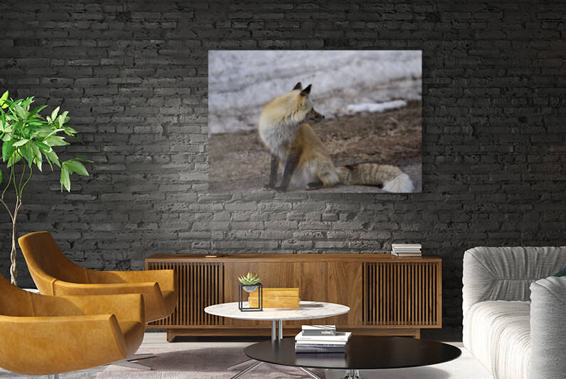 red fox full body Reproduction