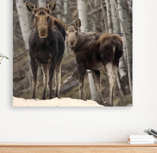 Bullwinkle and his mom by JenMas