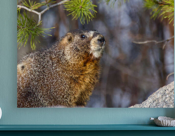 Marmot by JenMas
