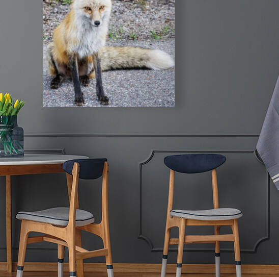 Vixen full body Reproduction
