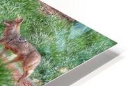 Coyote on the run HD Metal print