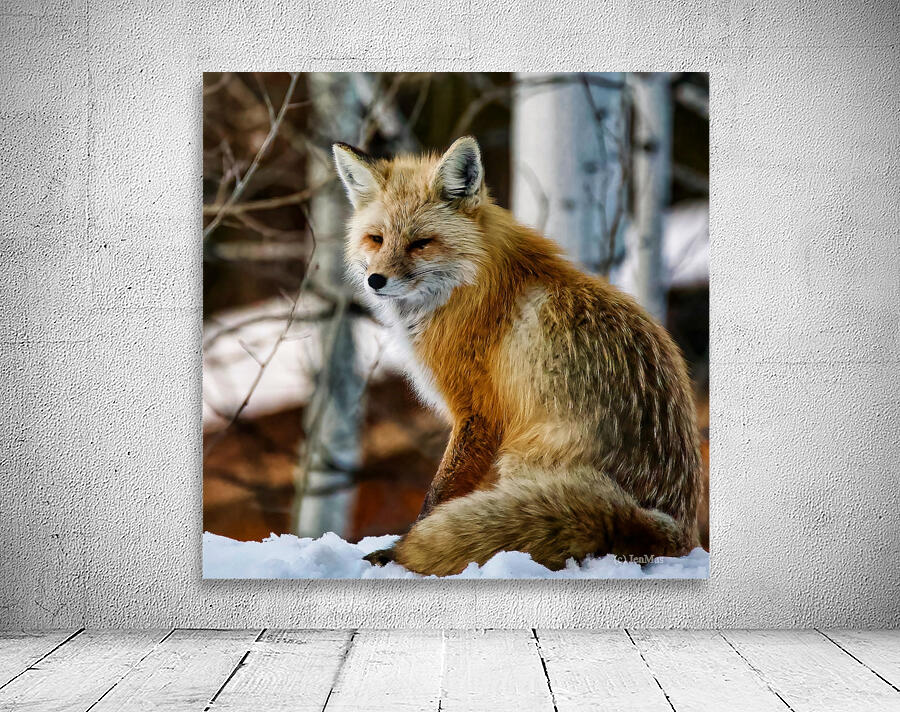 Foxy lady Wall Preview