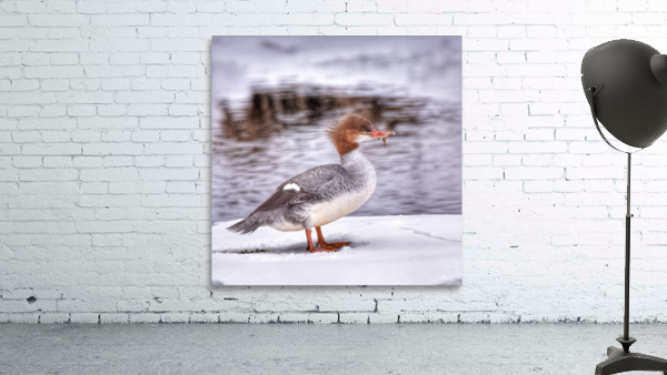 Common Merganser Wall Preview