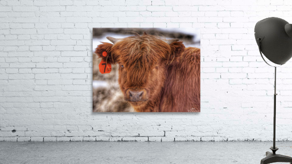 Cow Wall Preview