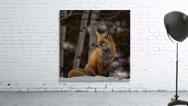 Foxy lady Wall Preview