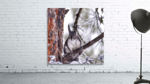 Aberts squirrel Wall Preview