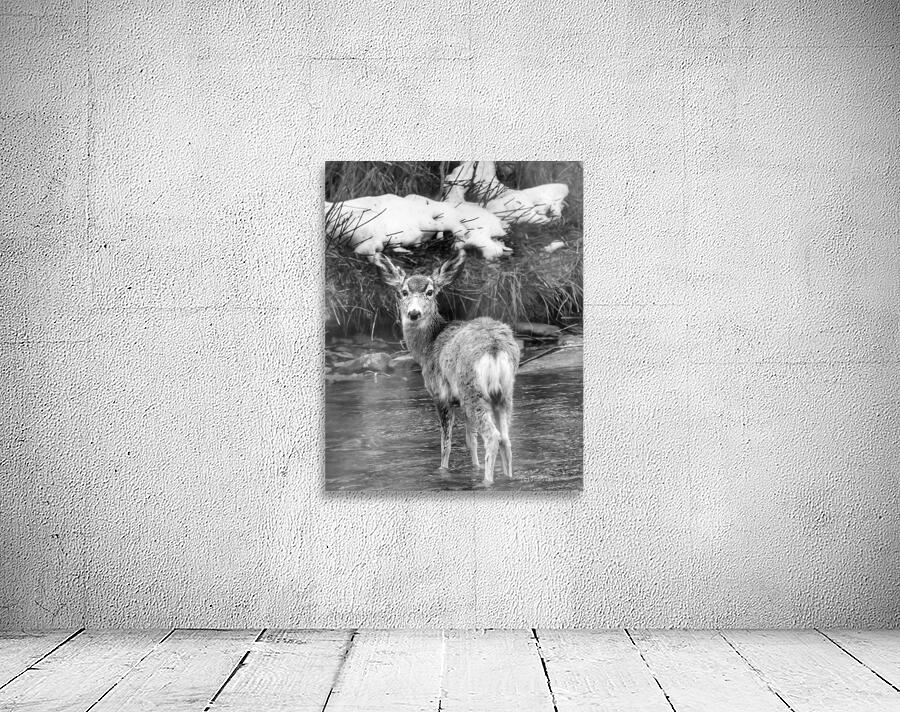 Deer Wall Preview