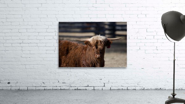 Highlander cow Wall Preview