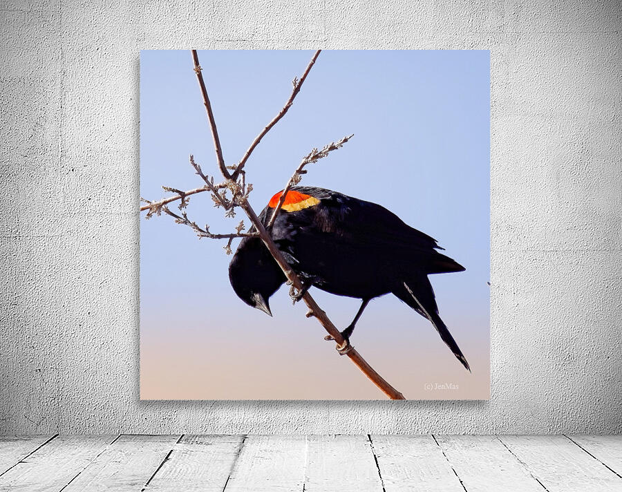 Red-winged blackbird Wall Preview