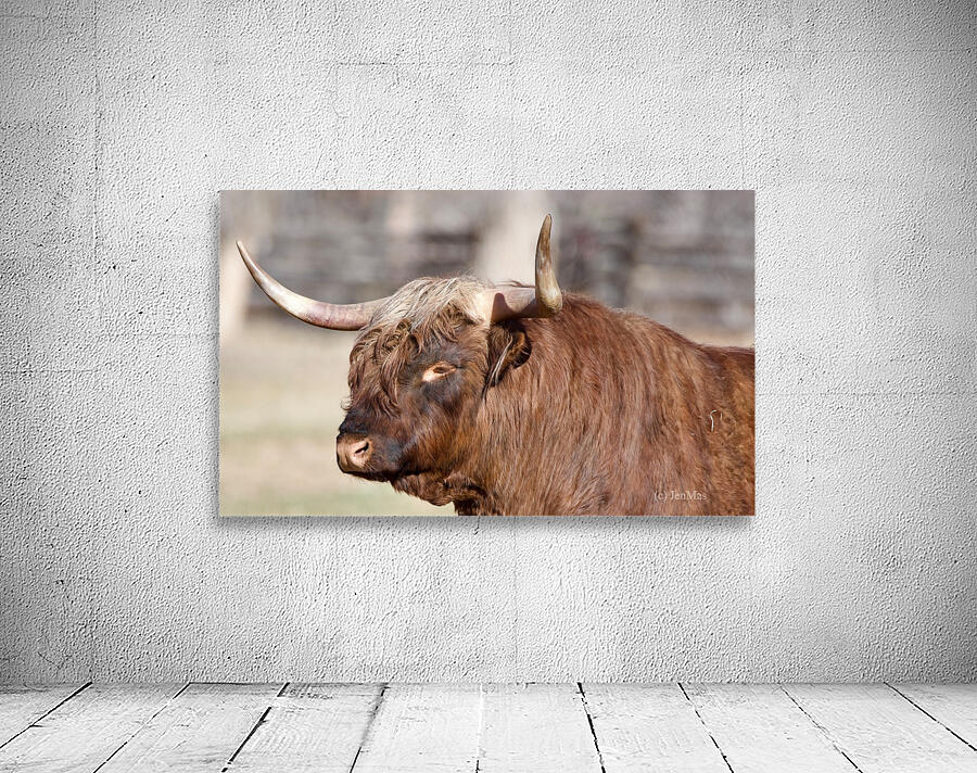 Handsome bull Wall Preview