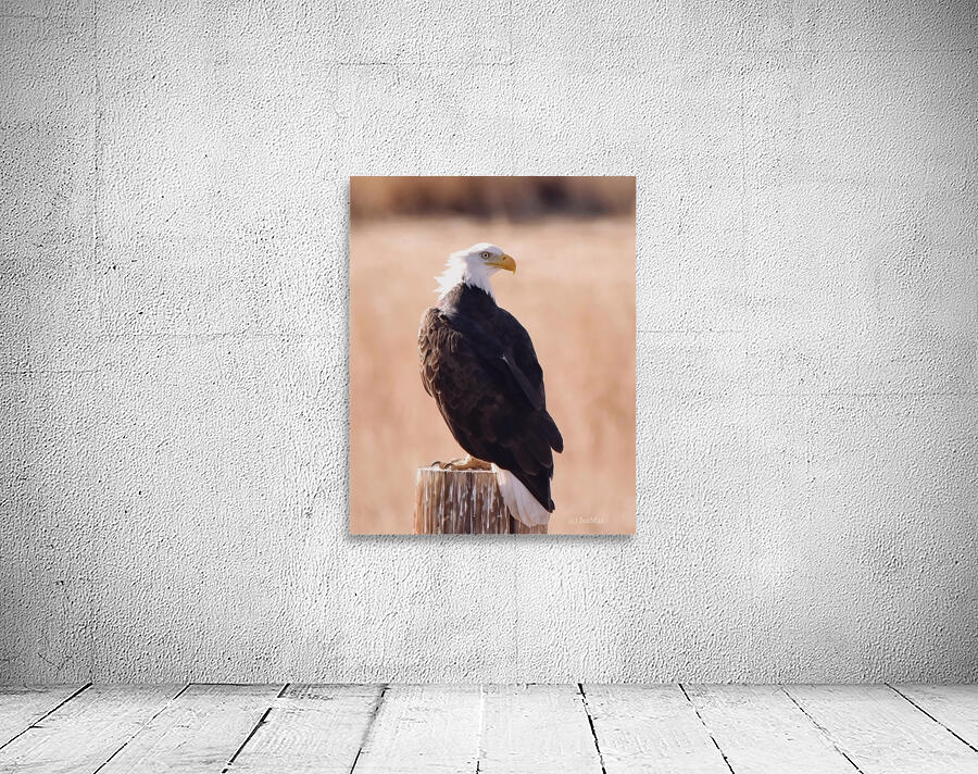 Bald eagle  Wall Preview