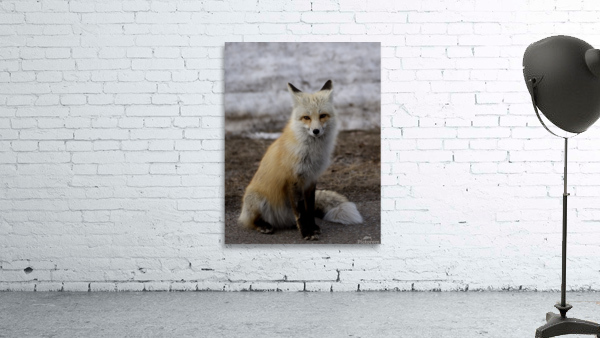 Red fox Wall Preview