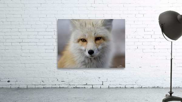 Red fox Wall Preview
