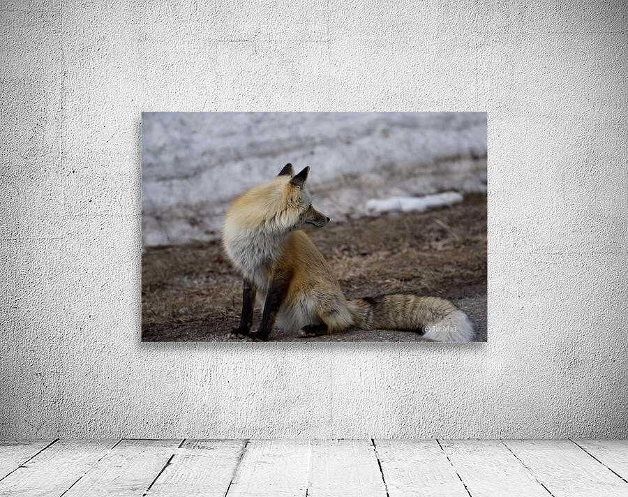 red fox full body Wall Preview