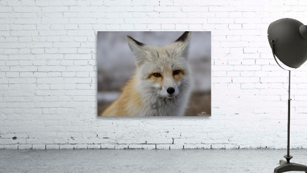 Red fox Wall Preview