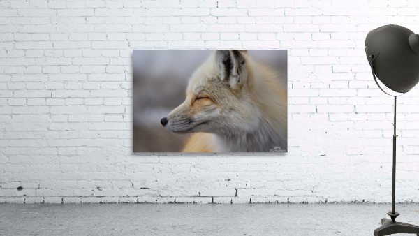 Red fox side view Wall Preview
