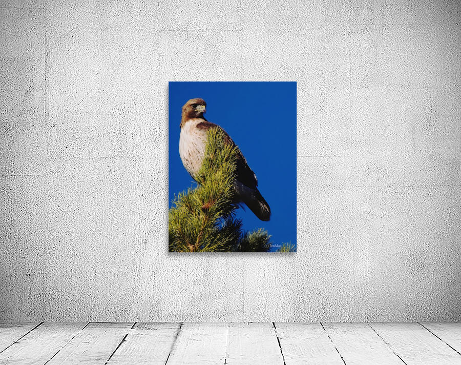 Red-tailed Hawk Wall Preview