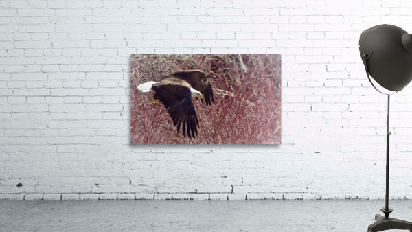 Bald Eagle flying Wall Preview