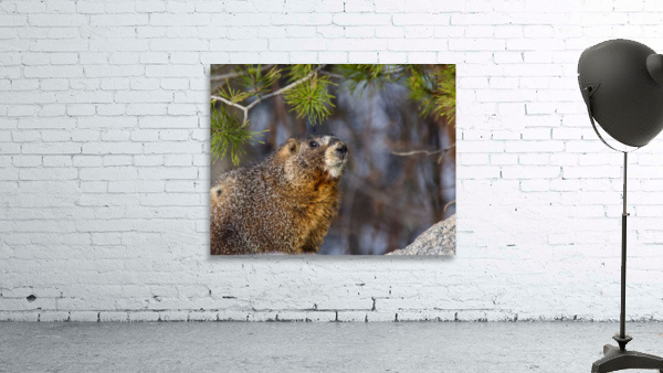 Marmot Wall Preview